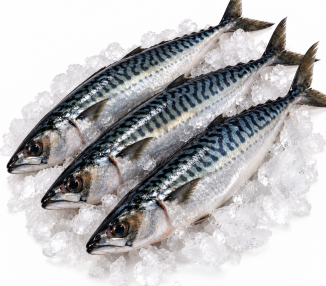 Whole Mackerel / Joeys (3 PER PACK)