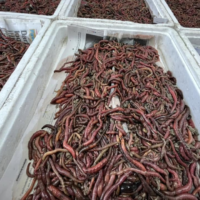 Fresh Sea Baits