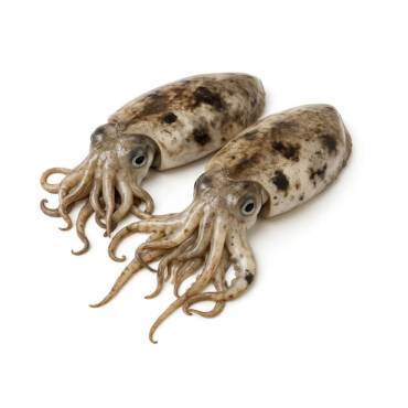 Unwashed Cuttlefish