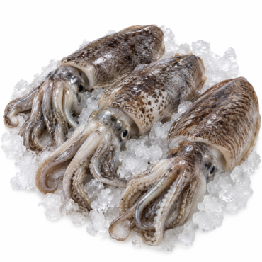 Unwashed Cuttlefish