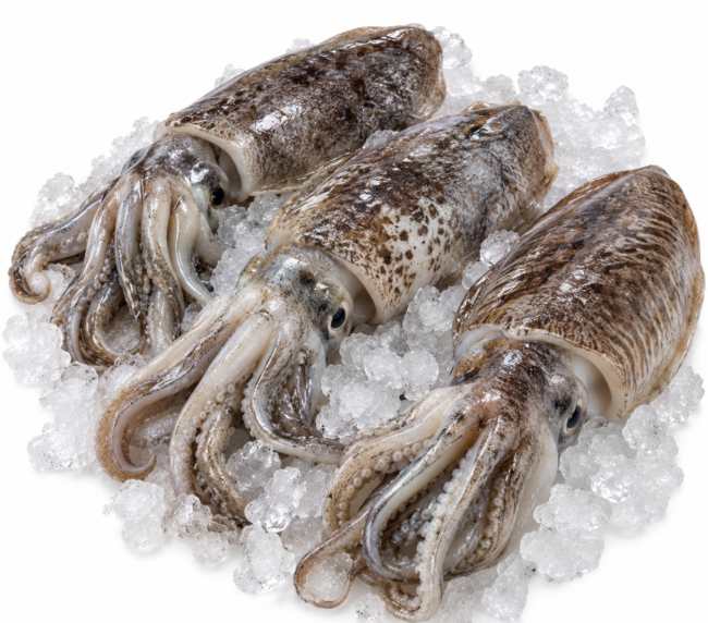 Unwashed Cuttlefish
