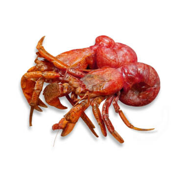 Hermit Crabs