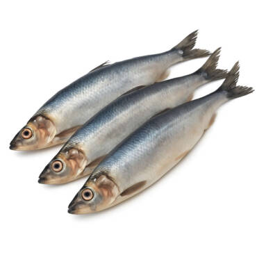 Herring