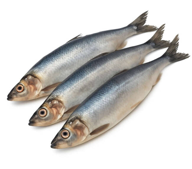 Herring