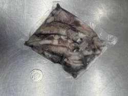 Frozen unwashed squid, whole and vacuum-packed for sea fishing bait.