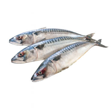 Mackerel / Joeys