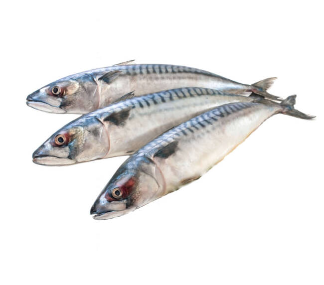 Mackerel / Joeys