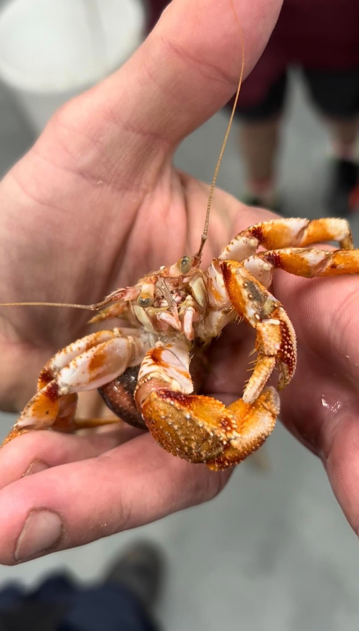 Hermit Crabs - Image 2