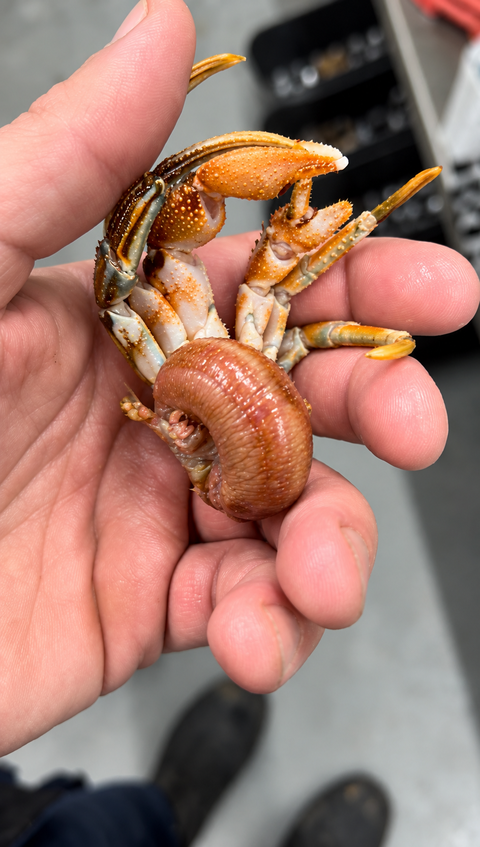 Hermit Crabs - Image 3