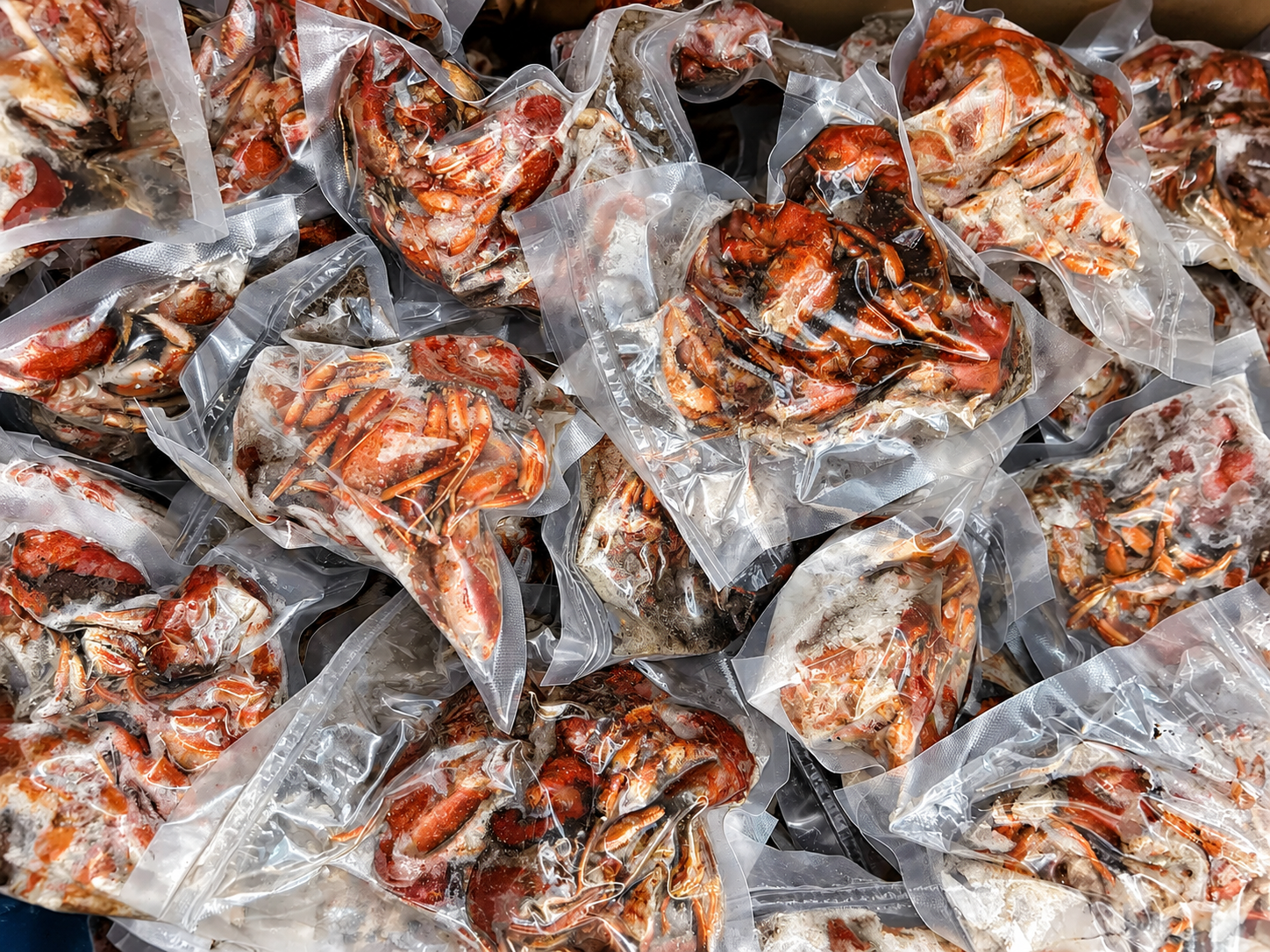 Hermit Crabs - Image 4