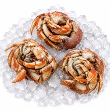 Hermit Crabs