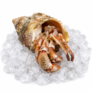 Hermit Crabs