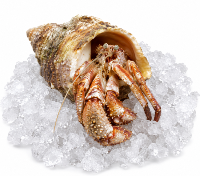 Hermit Crabs