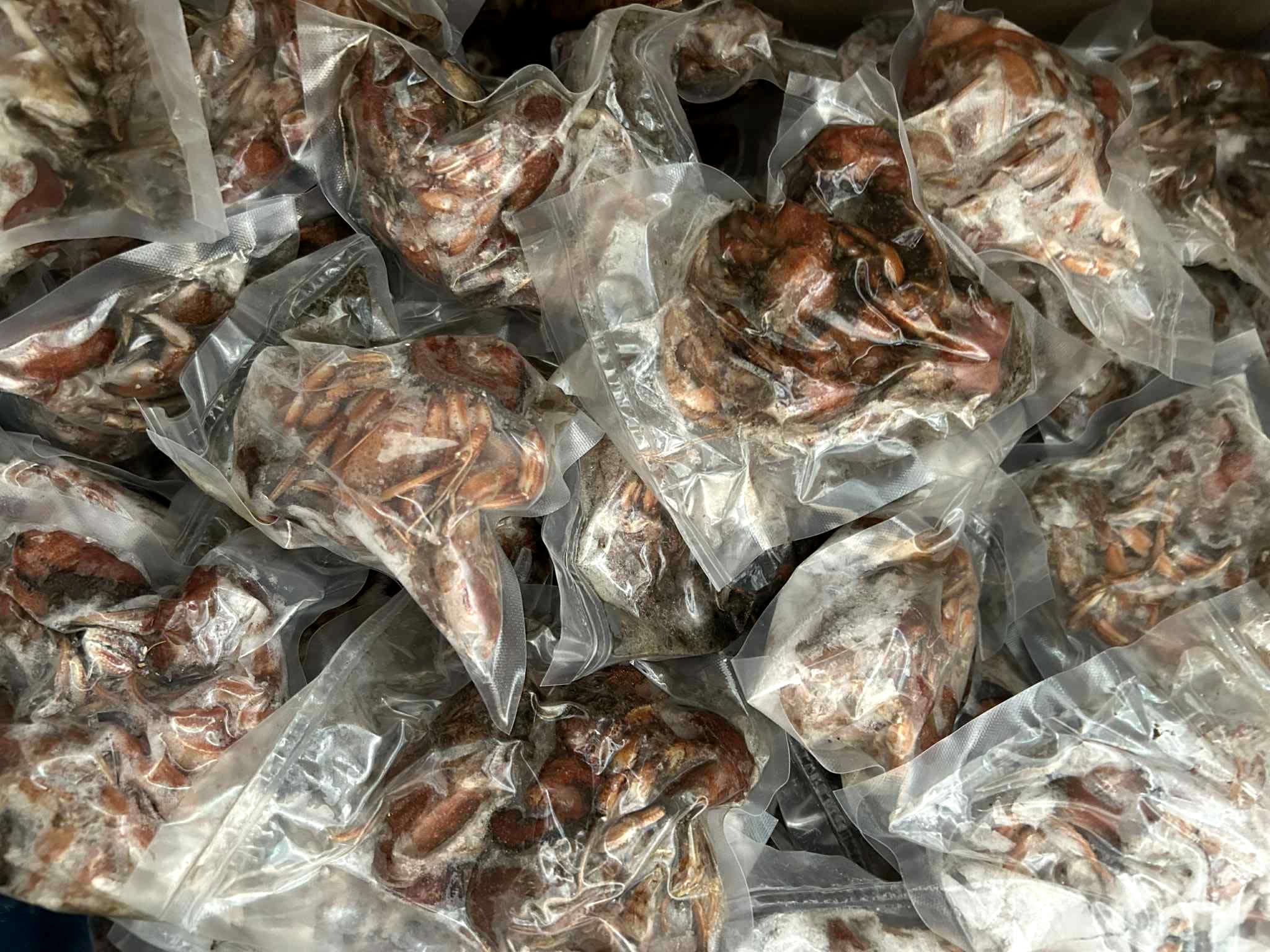Vacuum-sealed package of frozen hermit crab bait for sea fishing
