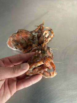 hermit crab bait for sea fishing