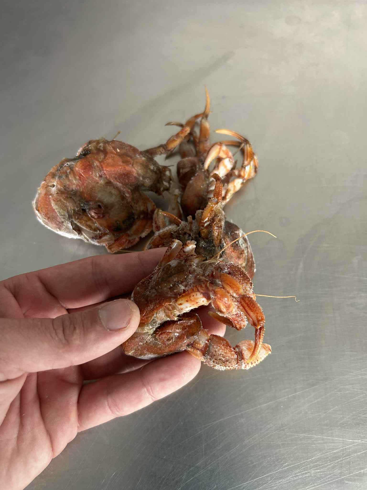 hermit crab bait for sea fishing