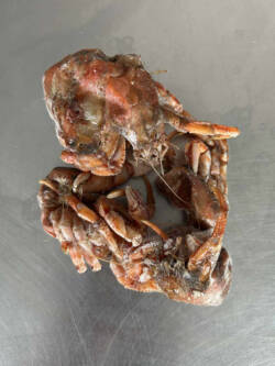 Frozen hermit crab bait