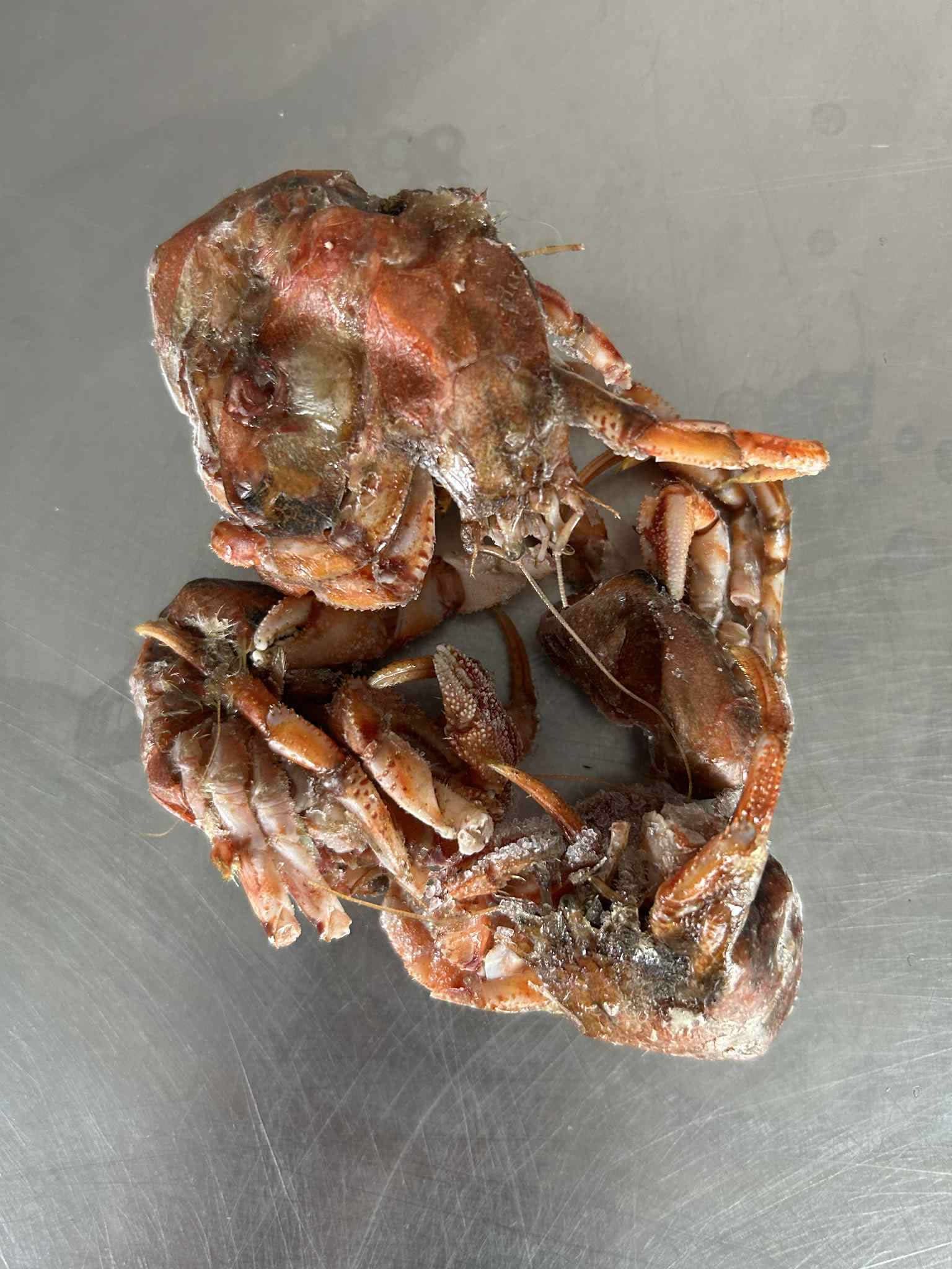 Frozen hermit crab bait