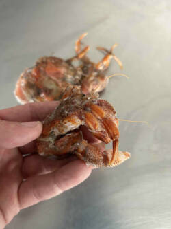 frozen hermit crab bait, prepared and ready to use for sea fishing
