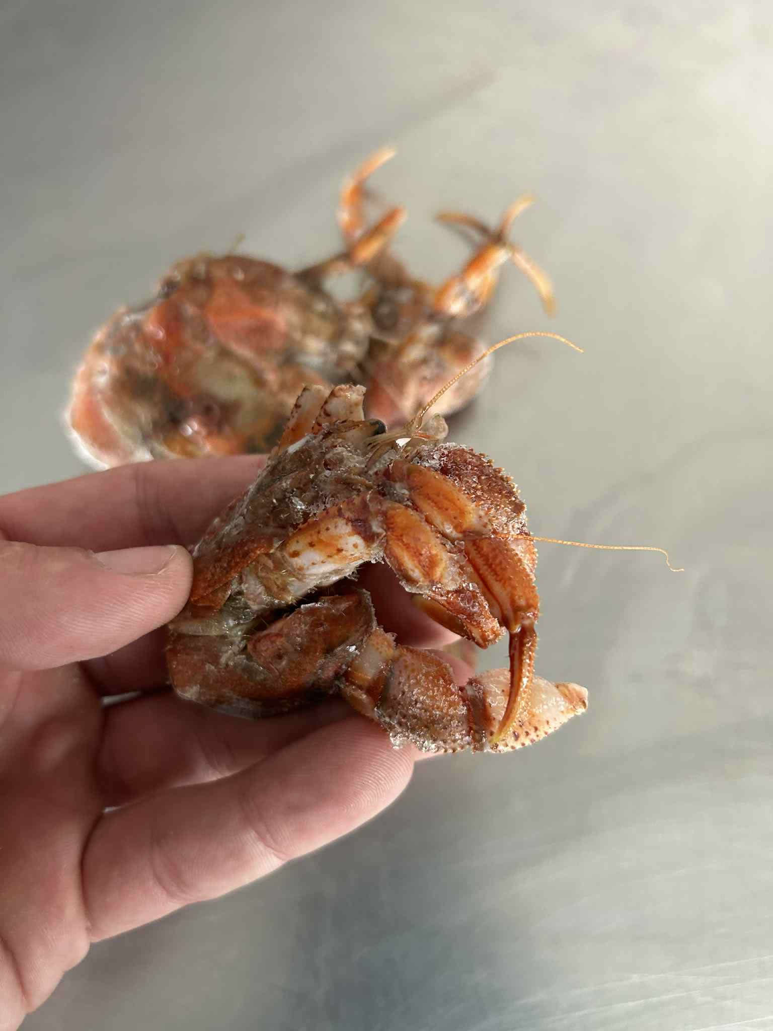 frozen hermit crab bait, prepared and ready to use for sea fishing