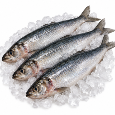 Herring