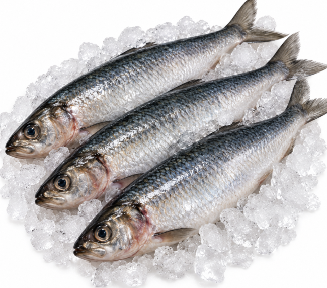 Herring