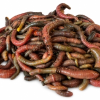 Fresh Blow Lugworm (Live) - (Sold By Weight)