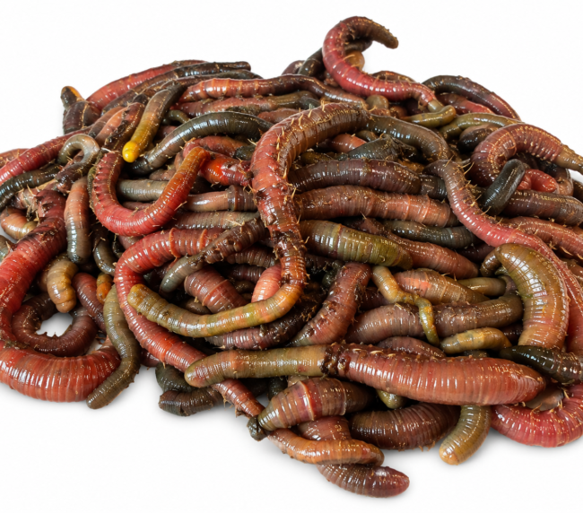 Blow Lugworm (Live)
