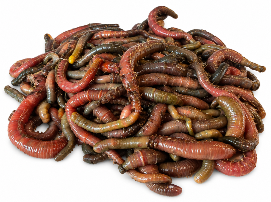 Fresh Blow Lugworm (Live) - (Sold By Weight)