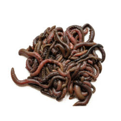 Blow Lugworm (Live)