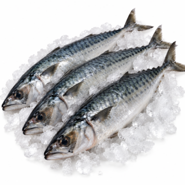 Mackerel / Joeys