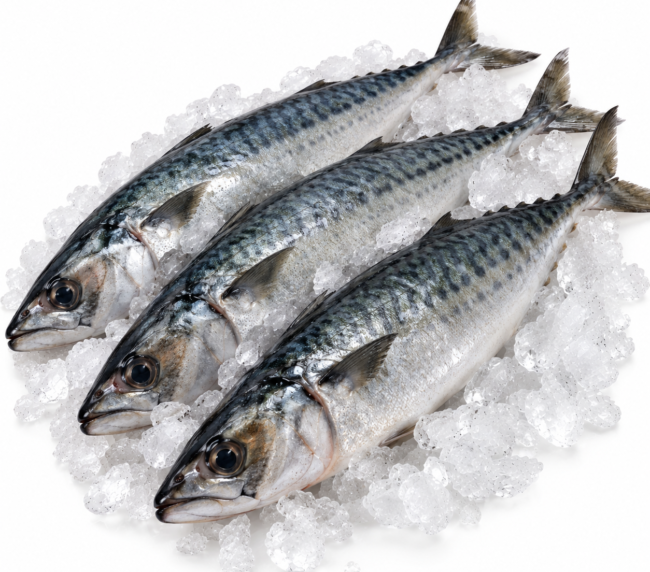 Mackerel / Joeys