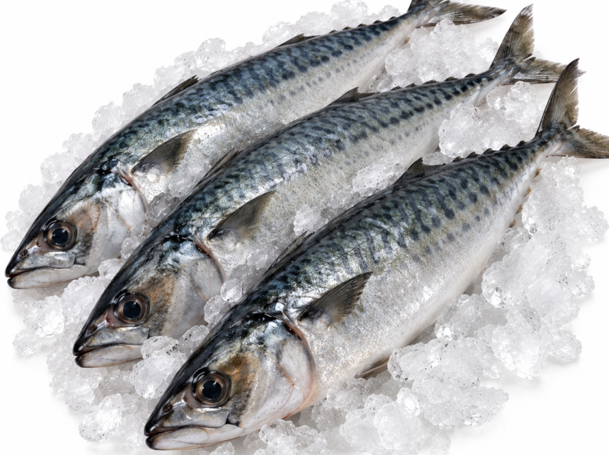 Whole Mackerel / Joeys