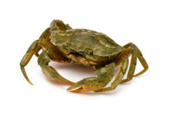 Peeler Crab (Live)