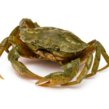 Peeler Crab (Live)