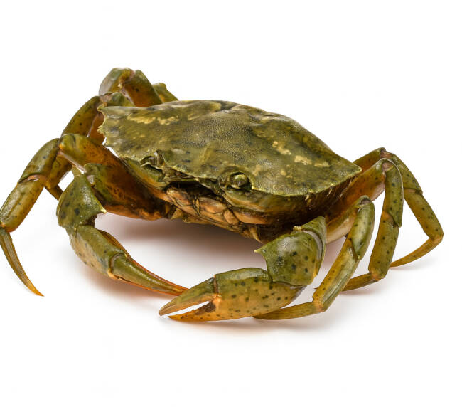 Peeler Crab (Live)