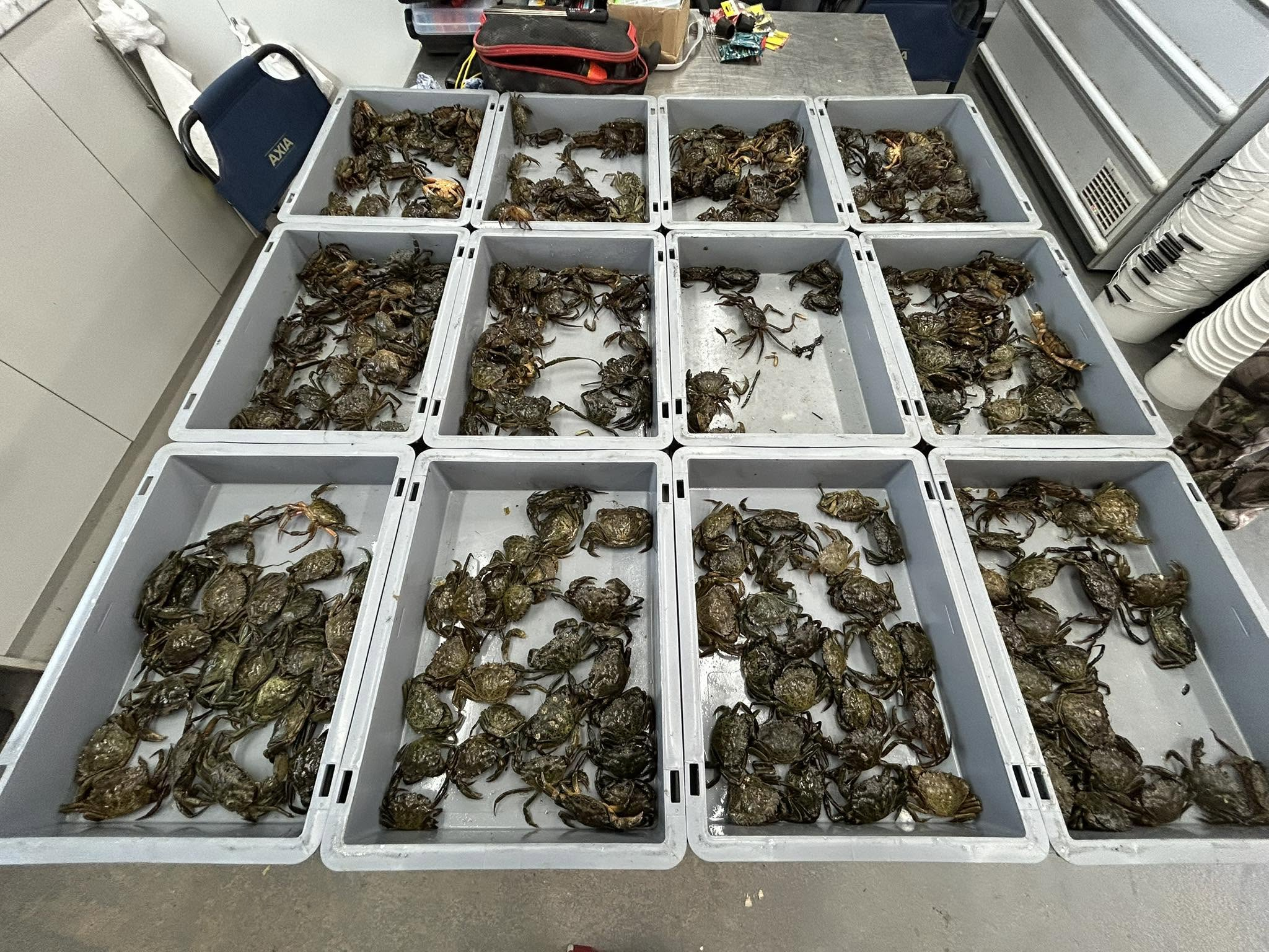 Peeler Crab (Live) - Image 2