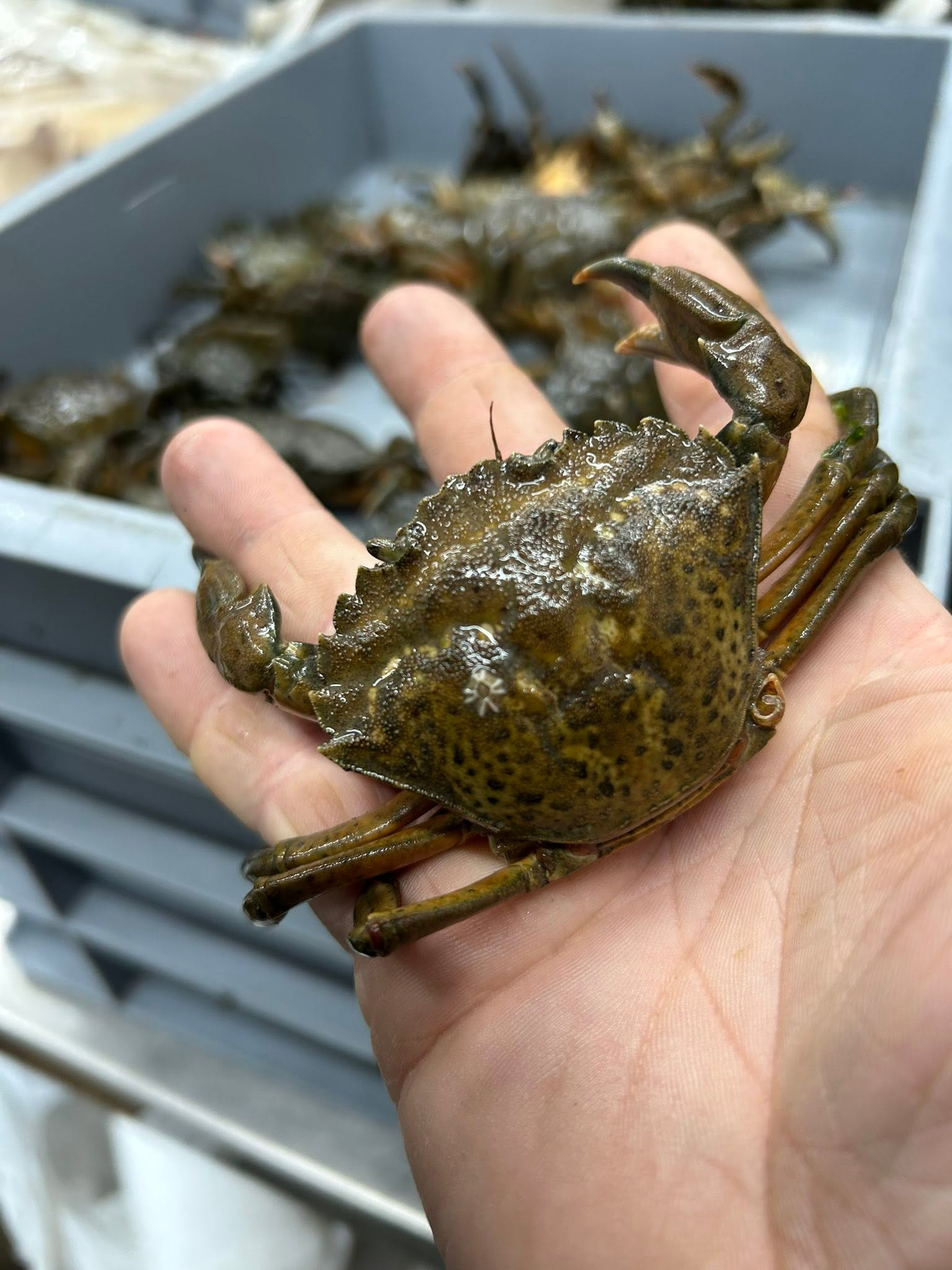 Peeler Crab (Live) - Image 3
