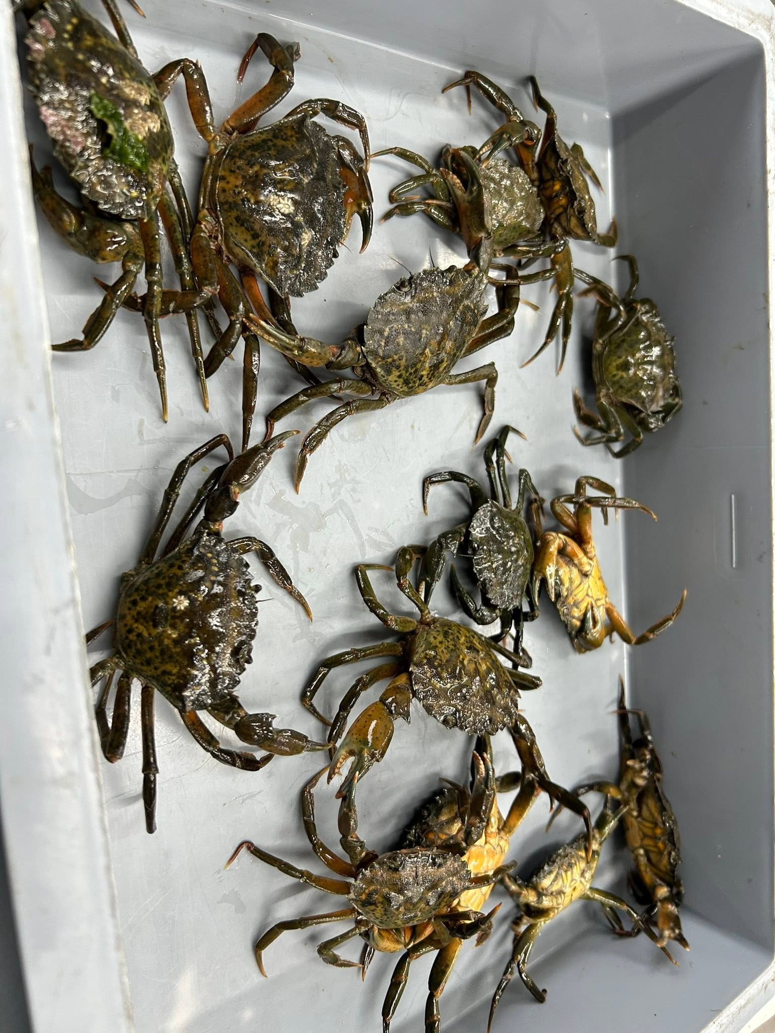 Peeler Crab (Live) - Image 4