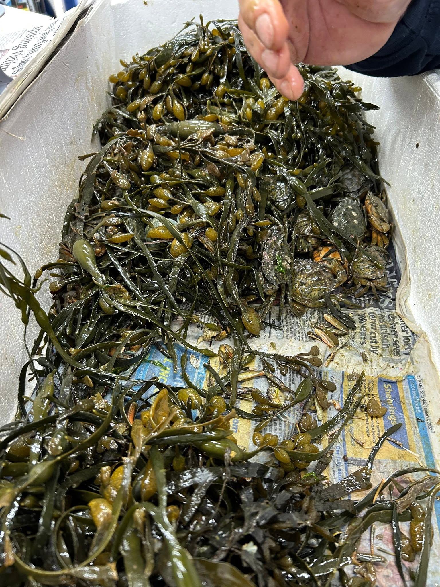 Peeler Crab (Live) - Image 5