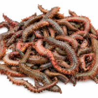 Fresh Ragworm (Live) - (Sold By Weight)