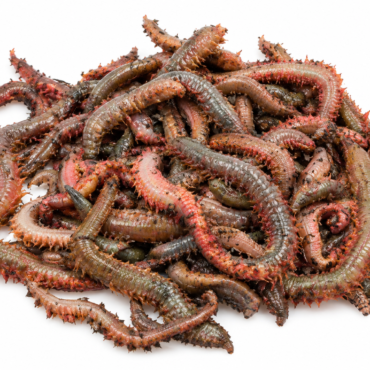 Ragworm (Live)