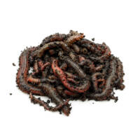 Ragworm (Live)