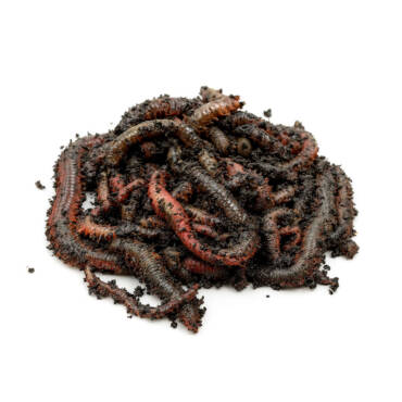 Ragworm (Live)