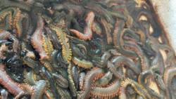 Fresh ragworm, live sea fishing bait.