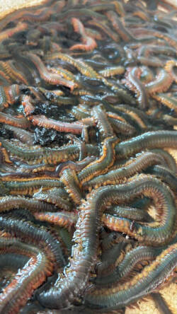 Fresh ragworm, live sea fishing bait.