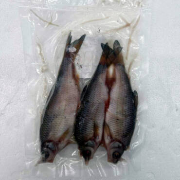 Frozen Roach