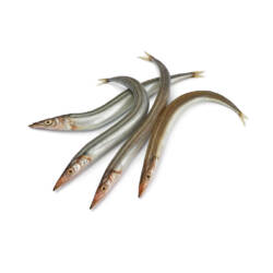 Sand Eels
