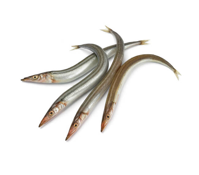 Sand Eels