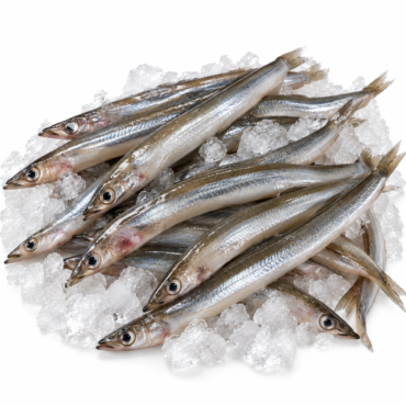 Sand Eels